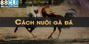 Cách Nuôi Gà Đá Khỏe Mạnh Mang Đến Khoản Giá Trị Kinh Tế