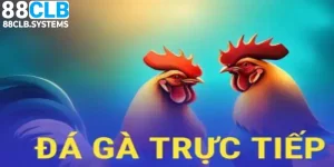 Đá Gà Trực Tiếp 88CLB - Tận Hưởng Các Trận Đấu Mãn Nhãn