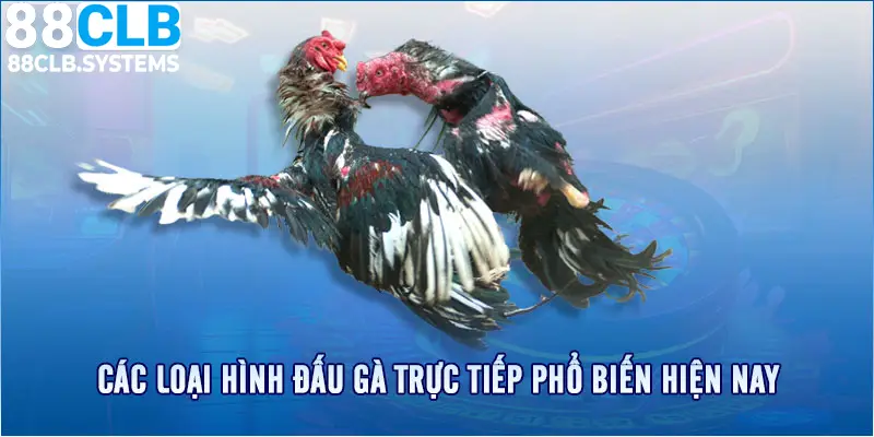 Một vài loại hình đá gà độc đáo giúp trận đấu trở lên kịch tính hơn