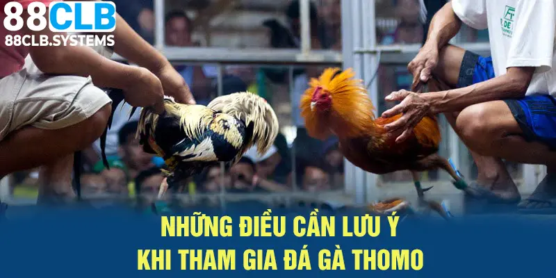 Những điều cần lưu ý để tham gia đá gà Thomo hiệu quả 